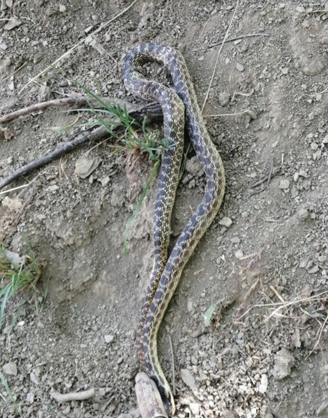 The snake was first described in 2019, researchers said.
