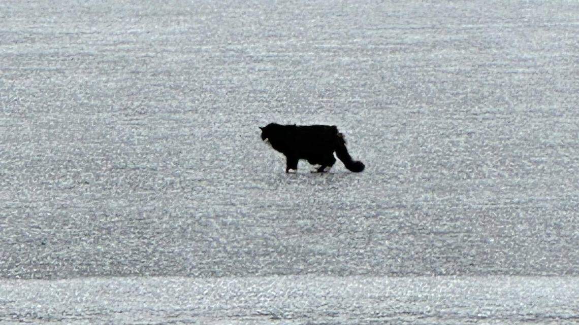 Bystanders jumped into action to rescue a cat trapped on cracking ice in the middle of a half-frozen Massachusetts lake.