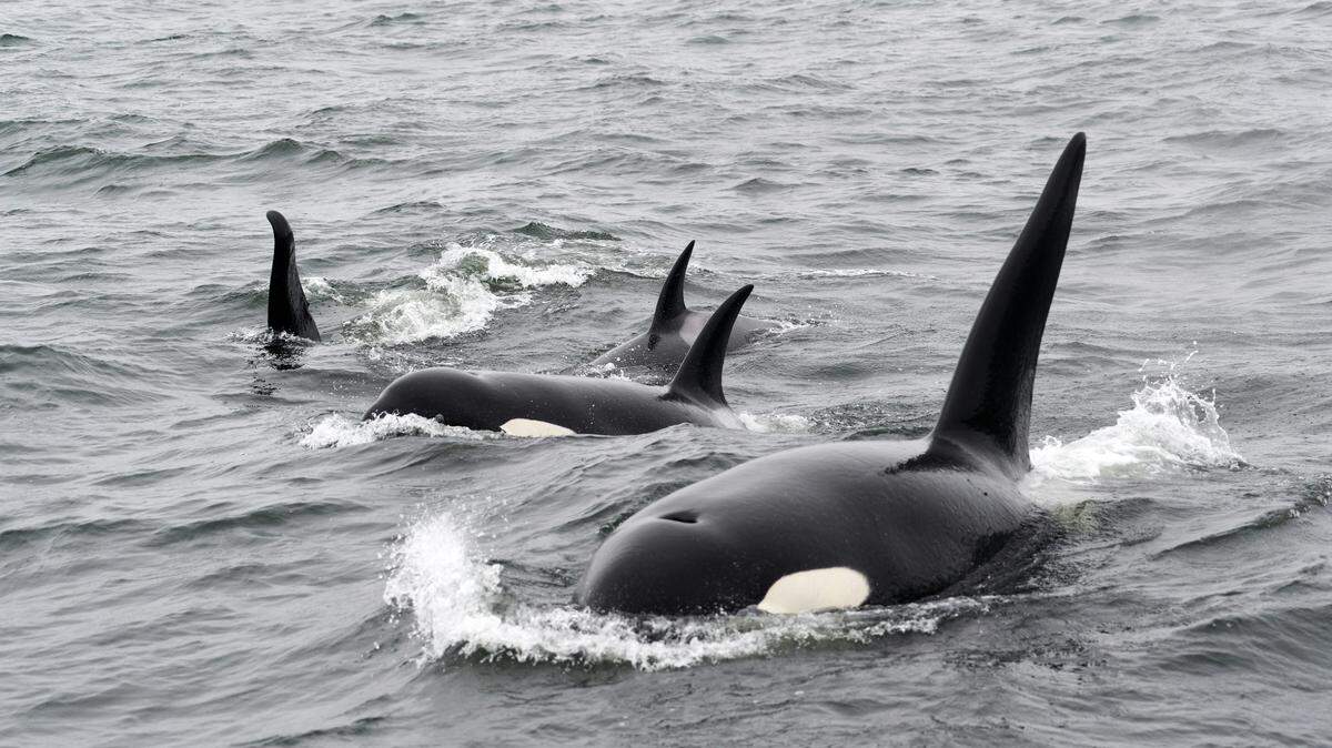While following an elusive group of orcas off the coast of Chile, researchers found the first evidence of them hunting dusky dolphins, according to a new study.