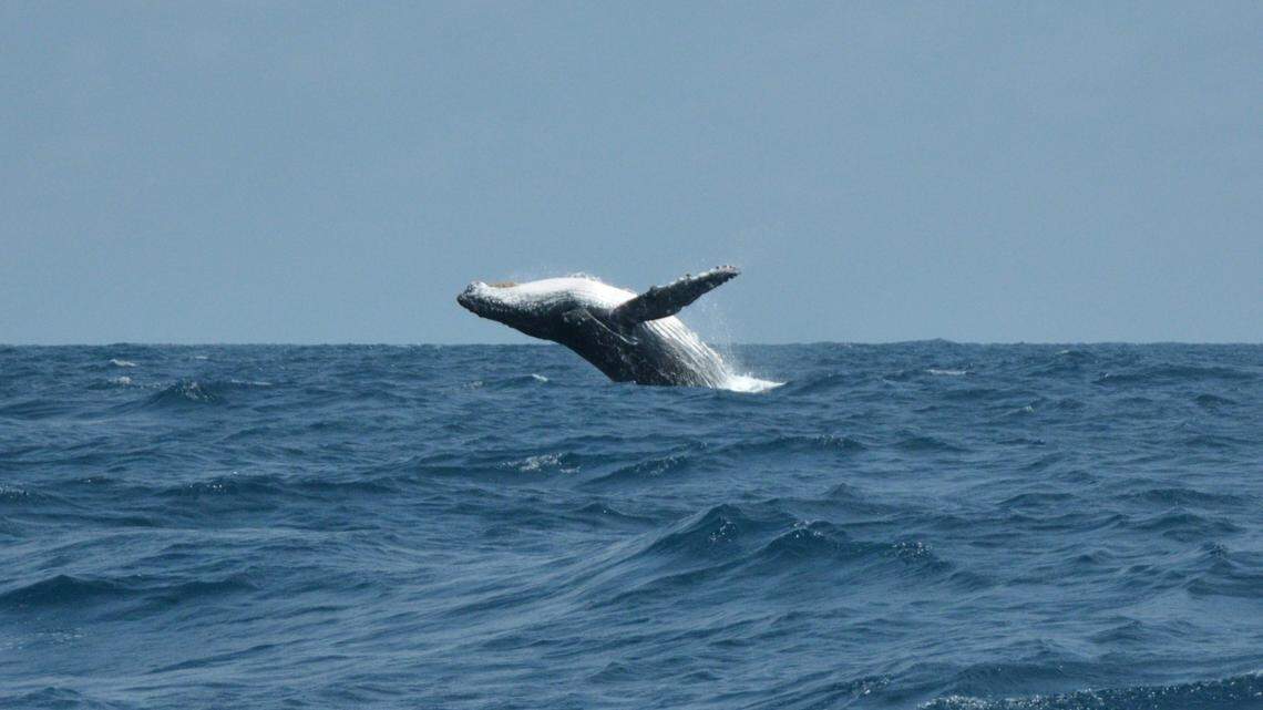 A humpback whale became stranded off the coast of Australia, prompting a multi-day rescue attempt, according to the Sea World Foundation.