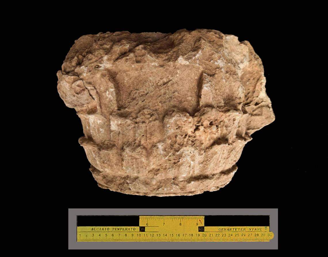 The capital of a Corinthian column unearthed at the site