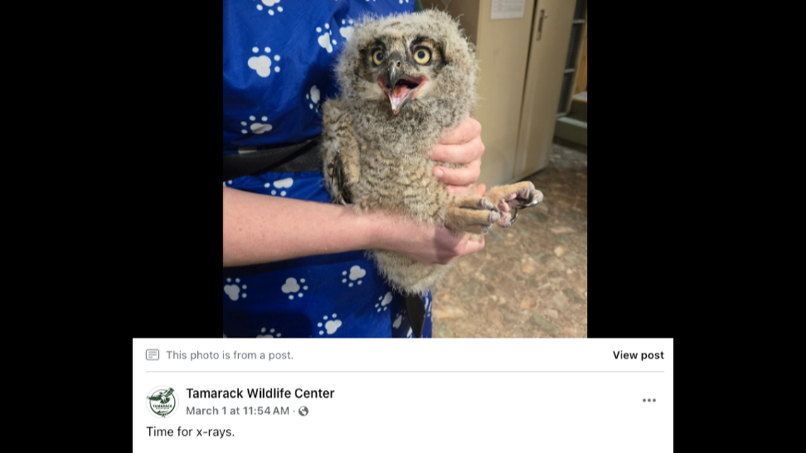 An owl only a few weeks old was injured after falling 100 feet from her nest.