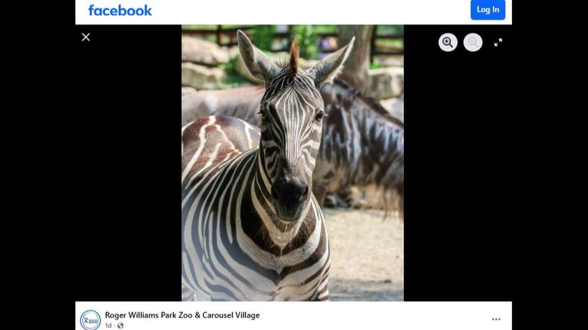 A zebra named Samantha died in an accident at a Rhode Island zoo, officials said.
