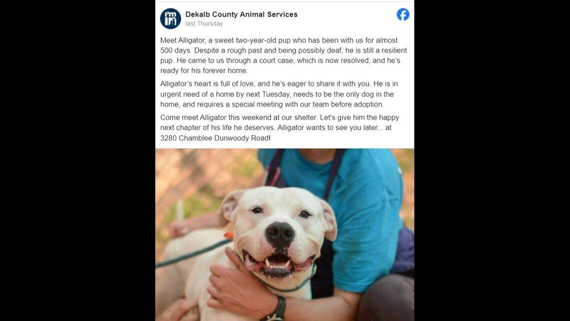 An Atlanta-area animal shelter is saying “see you later” to one of its longest residents. Meet Alligator.