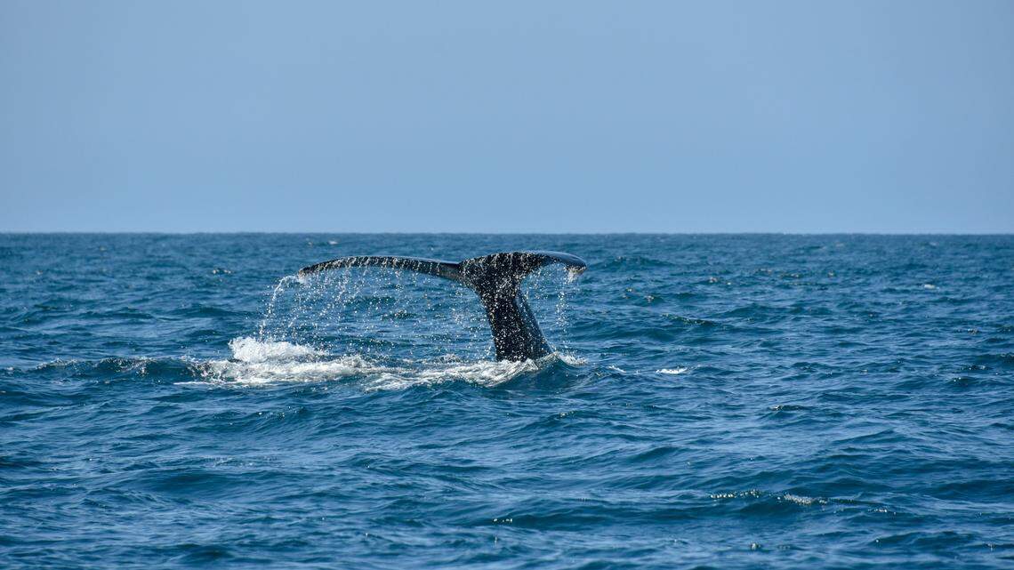 A fisherman in Australia was hospitalized after he was slapped across the face by a whale’s tail, according to news reports.