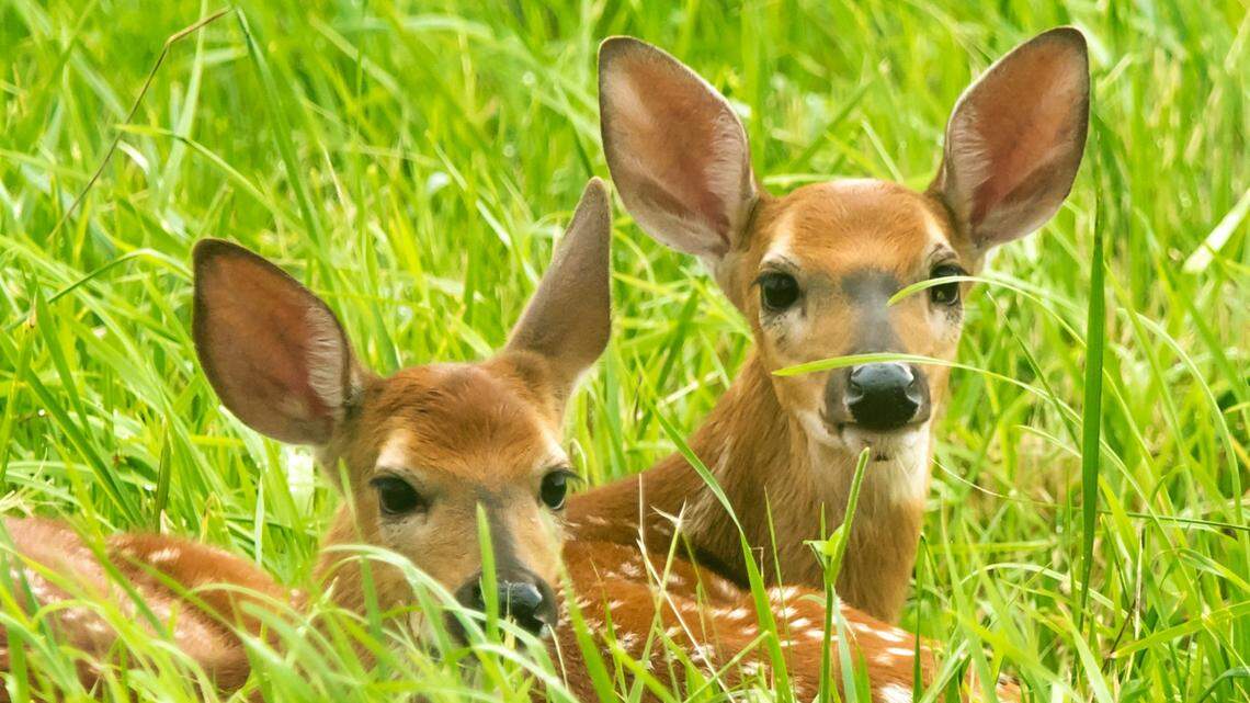 ‘Abandoned’ baby deer don’t need rescuing, Georgia park rangers say. Here’s why