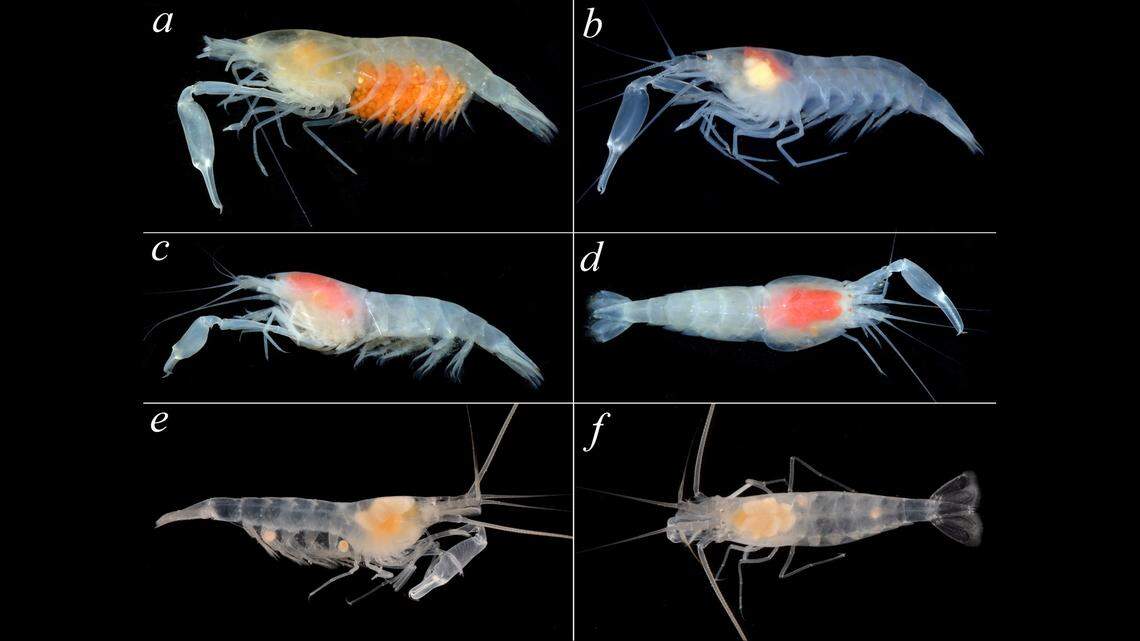 The top four photos show male and female specimens of the new species, S. manningi. The bottom two show the other species S. manningi had previously been grouped in with.