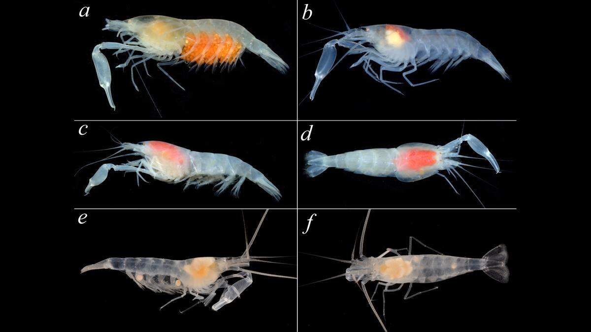 The top four photos show male and female specimens of the new species, S. manningi. The bottom two show the other species S. manningi had previously been grouped in with.