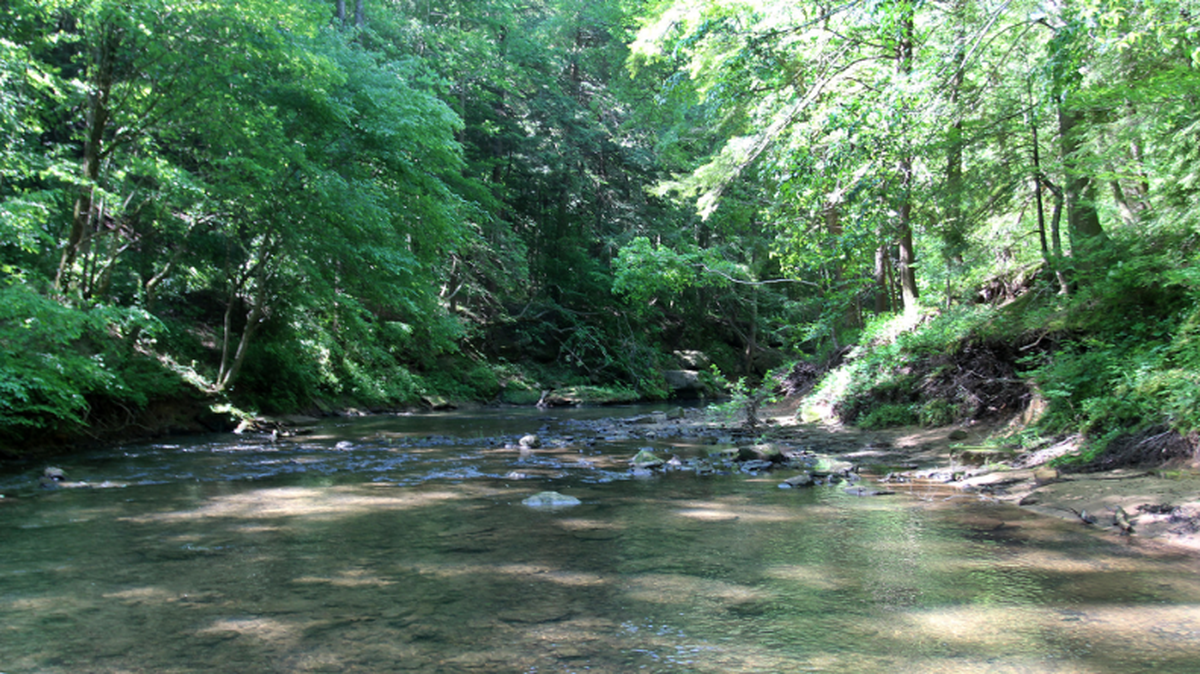 Two new species of fish were discovered in tributaries of the Black Warrior River System in Alabama, according to a study.