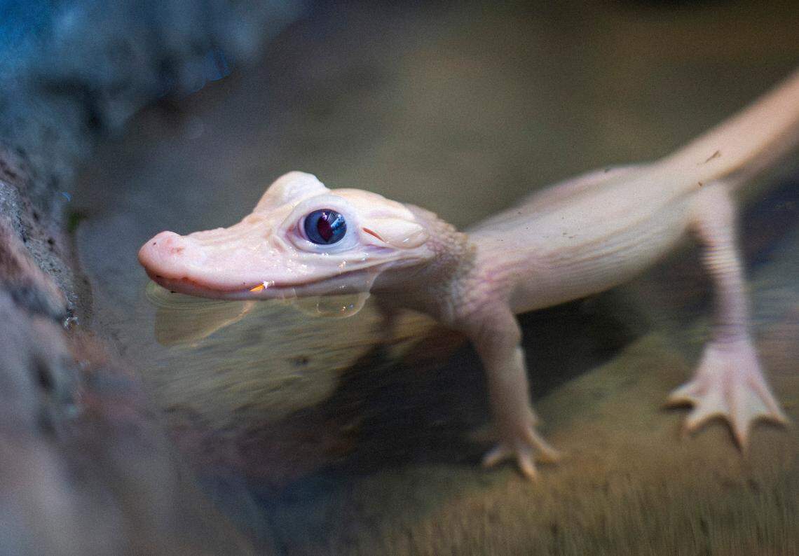 Mystic, the first leucistic alligator born to humans, has a $50,000 new habitat at Gatorland built specifically for her and her brother Mayhem, the wildlife park said.