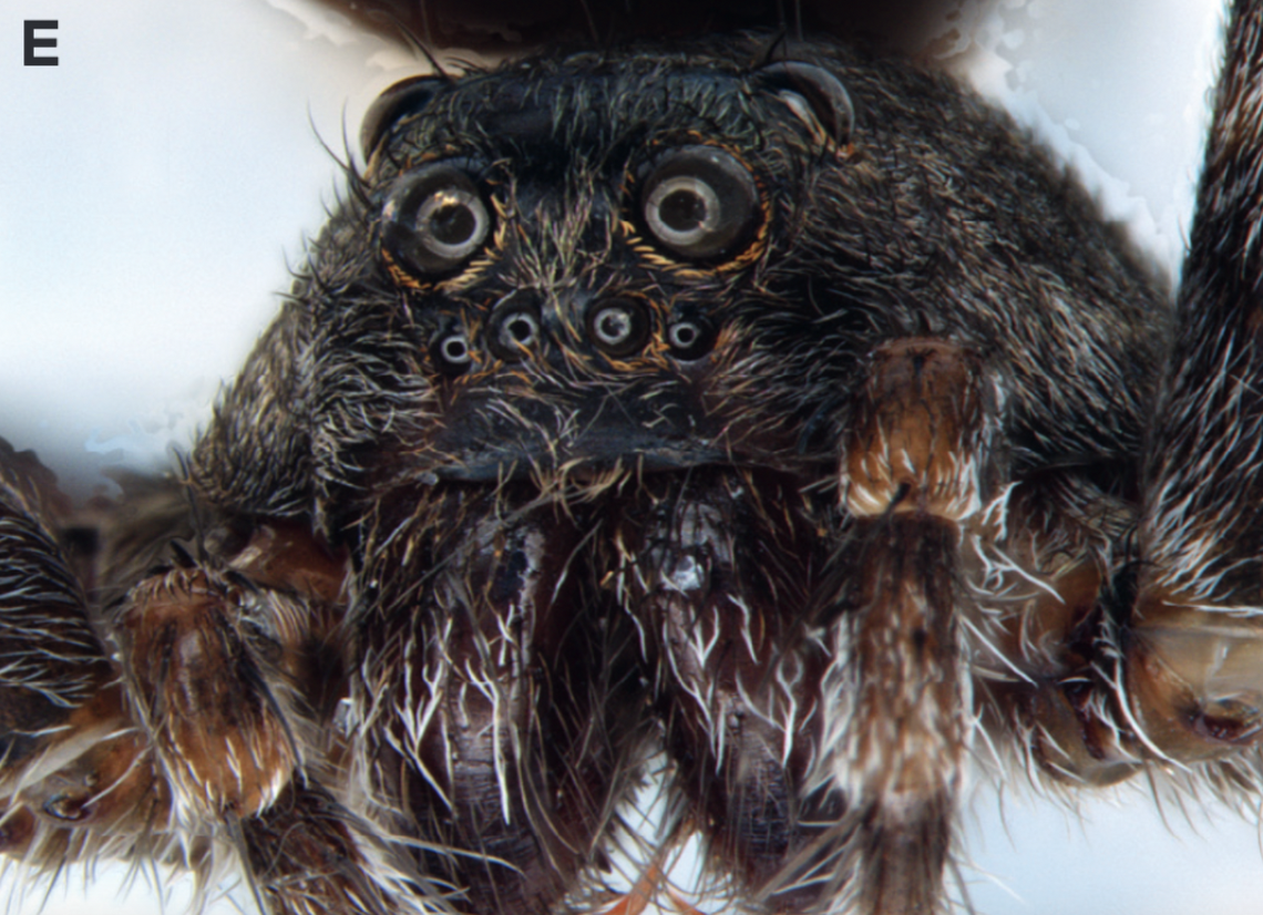 The new species was discovered in Kerala, a state in southern India, according to the study.