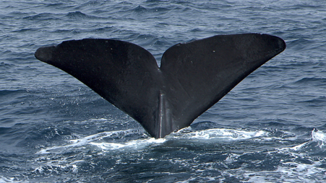 A sperm whale shows its flukes. Scientists use AI to decipher the languages of sperm whales and many other creatures.