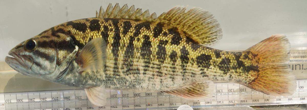 A Micropterus pucpuggy, or Bartram’s bass.