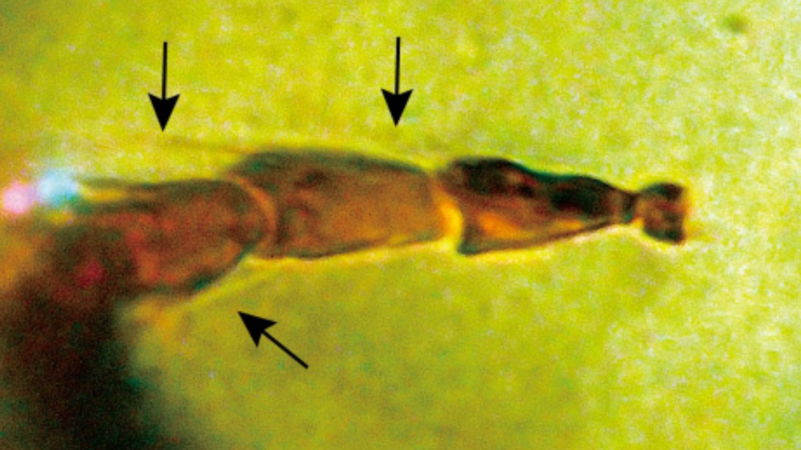 The remains of a rare species of wasp was discovered inside a chunk of amber in Japan, researchers said.