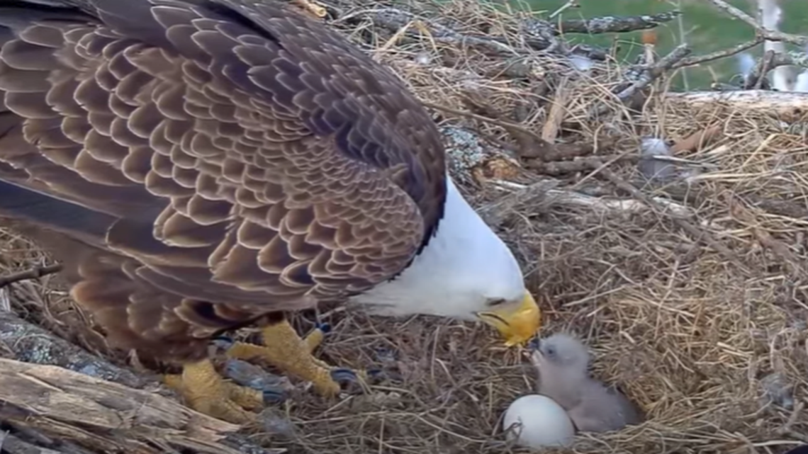 A bald eagle mom was captured on camera feeding her hatchling its first meal hours before the father unexpectedly killed the eaglet.