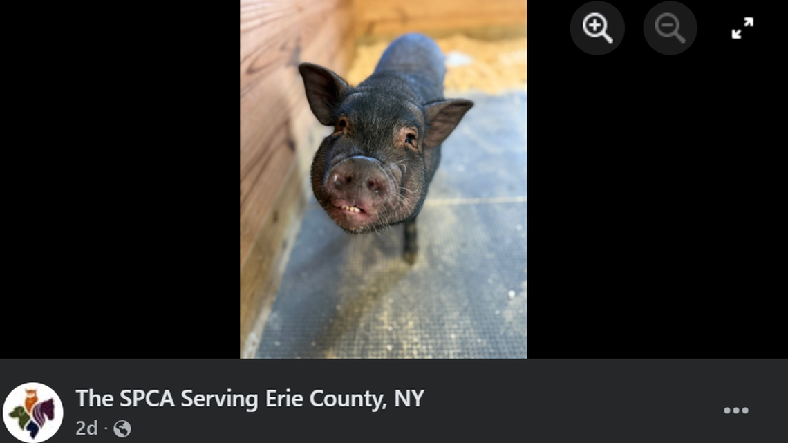 A family welcomed a smart and sweet pig into their lives as a pet and as a 4-H project, according to an upstate New York animal shelter.