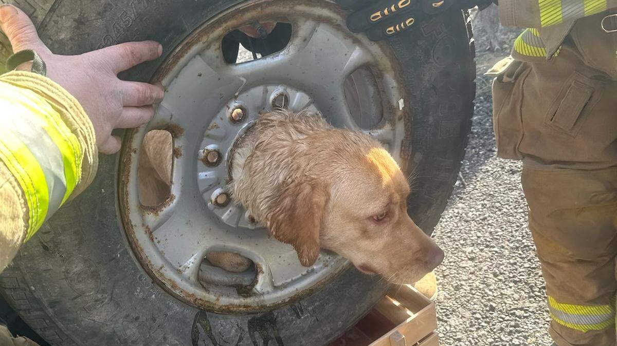 Daisy the dog became trapped in the center of a large tire rim at her home in New Jersey.