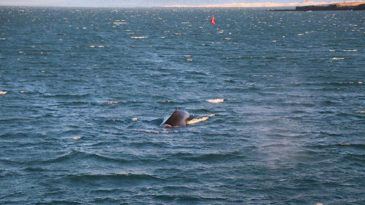 Southern right whales can live 130 years or more — nearly twice as long as previously thought, according to a new study.