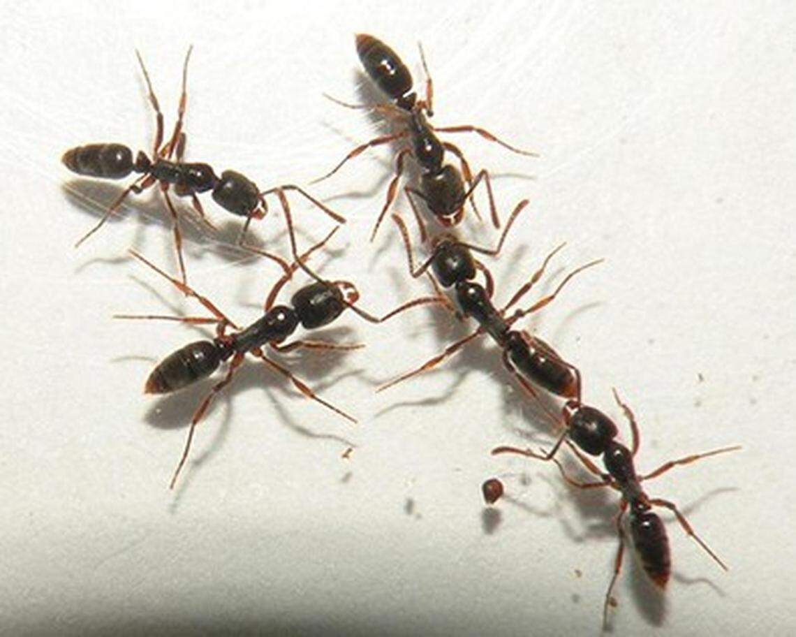 The ants “like to hide,” experts say, and unlike native ants, can be aggressive if disturbed.