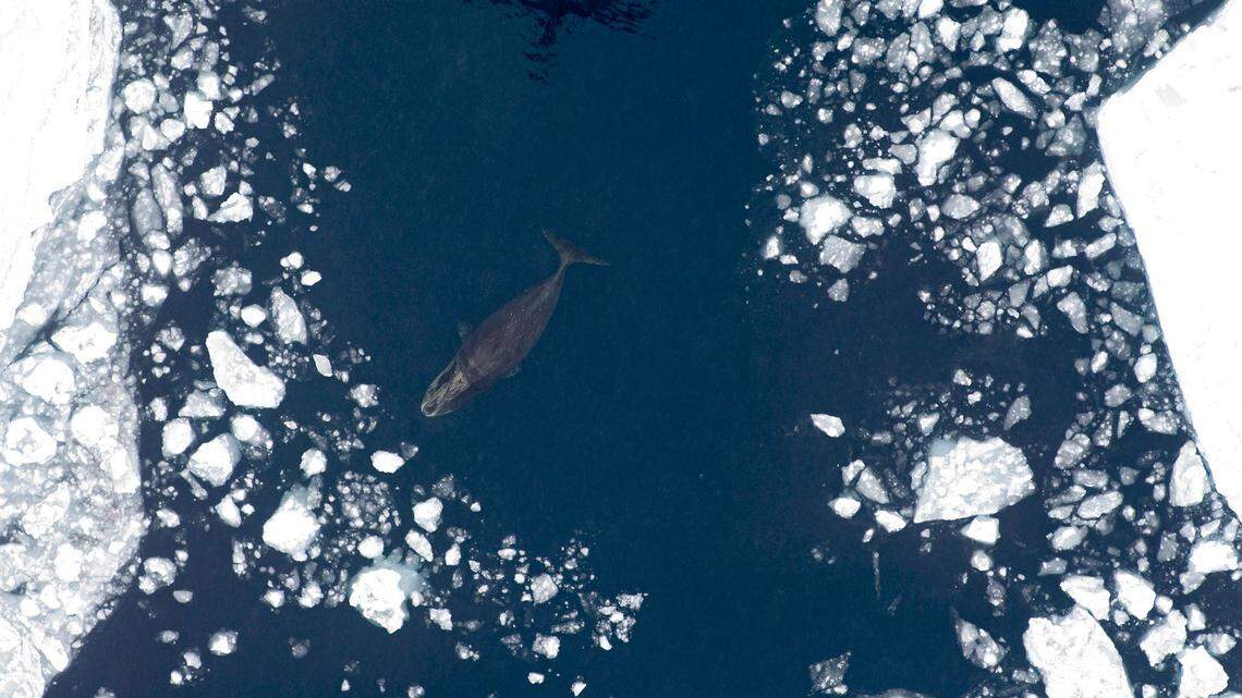 According to a new “surprising” study, Arctic whales dove in synchrony despite being separated by over 60 miles.