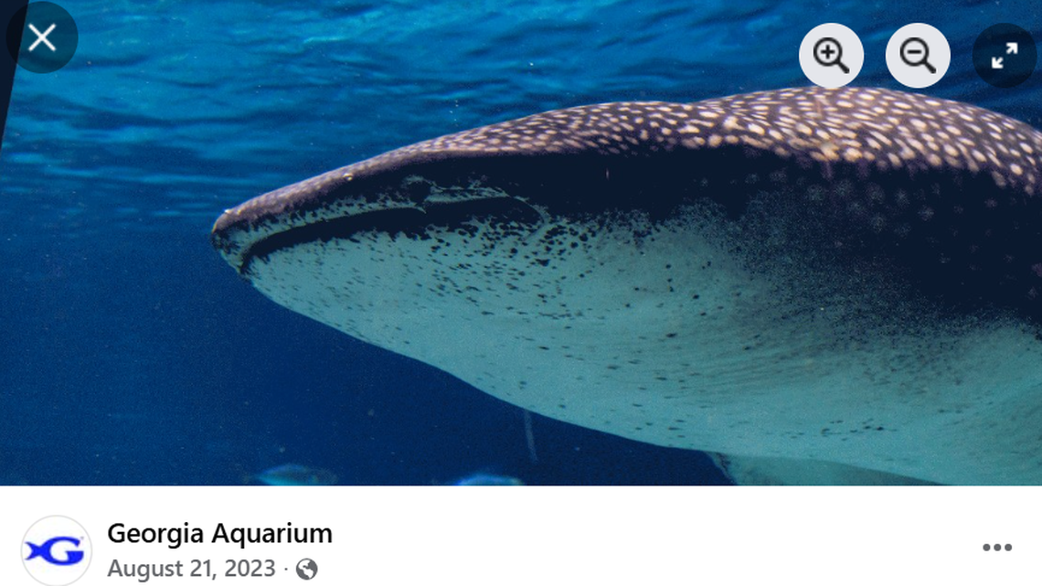 Beloved whale shark rescued from seafood market dies at Georgia Aquarium