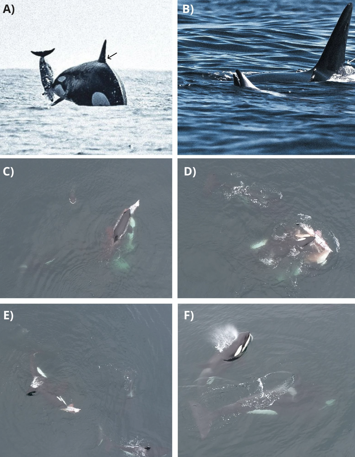 A and B show a female matriarch named Dakota throwing a dusky dolphin into the air and hunting it. C through F show orcas eating dusky dolphins.