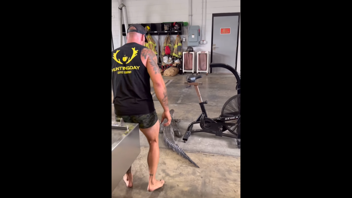 An alligator trapper wrangled a gator that crept into a Jacksonville fire station, a video shows.