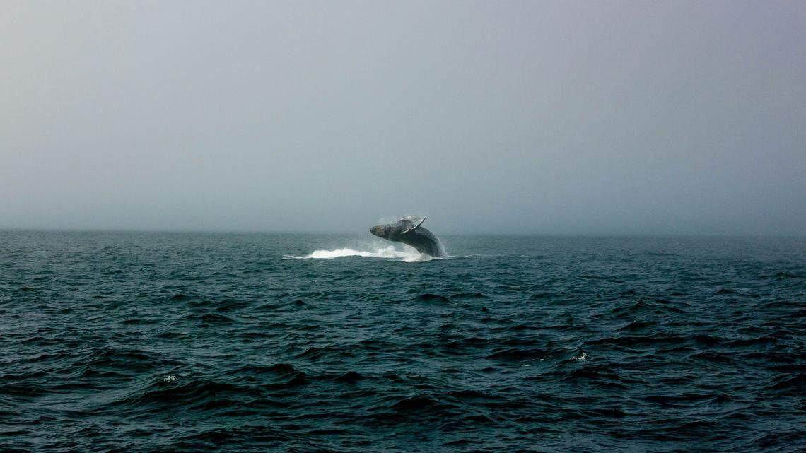 Chunk (not the whale pictured) was a beloved humpback whale in the North Atlantic. Her death was a tragedy and a mystery.