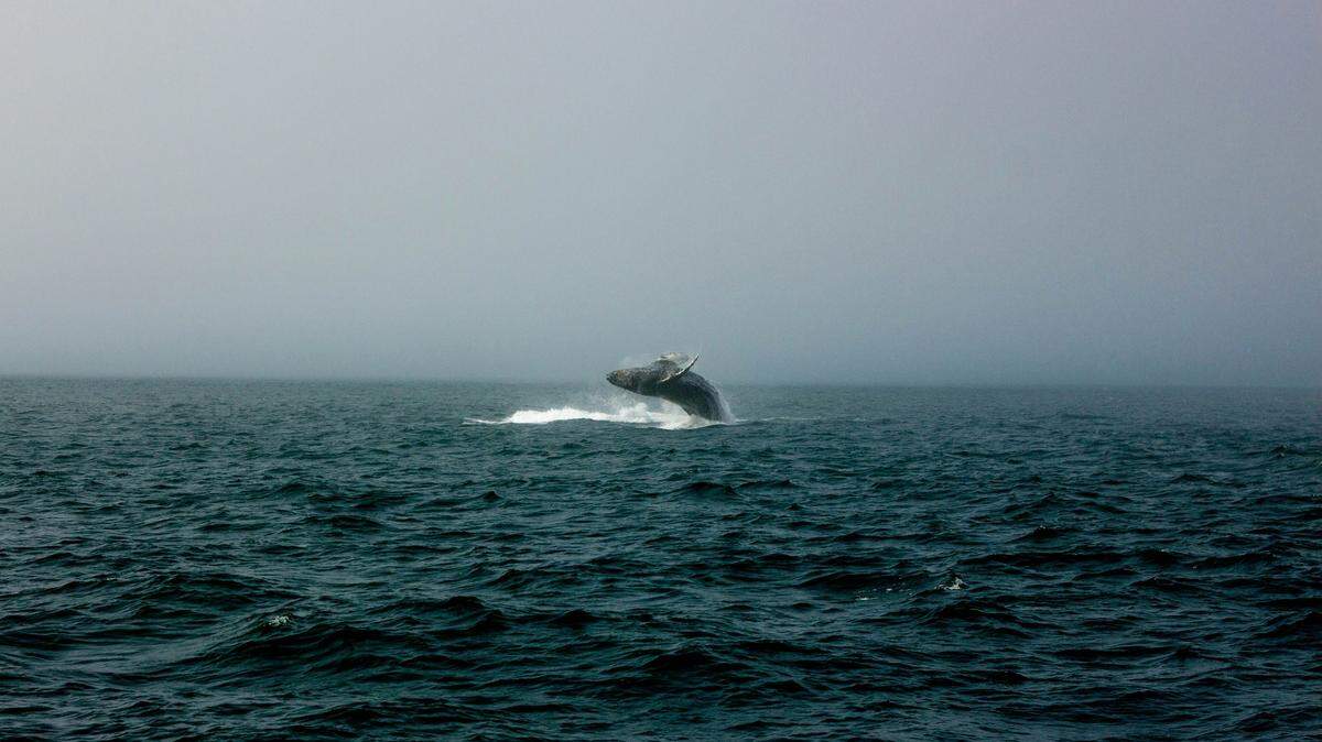 Chunk (not the whale pictured) was a beloved humpback whale in the North Atlantic. Her death was a tragedy and a mystery.
