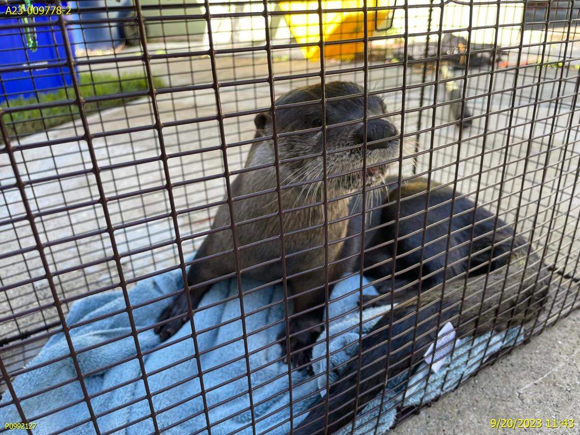 The otter attacked the man for “several minutes,” according to an incident report.