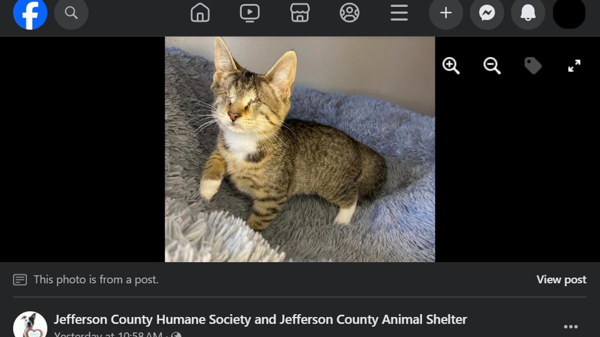 Stern is a very loving kitten and very vocal.