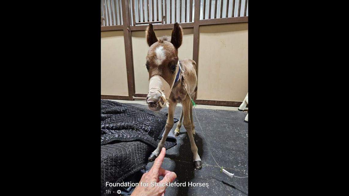 A sickly wild colt is showing subtle signs of improvement after he was found all alone on a North Carolina beach, photos show.