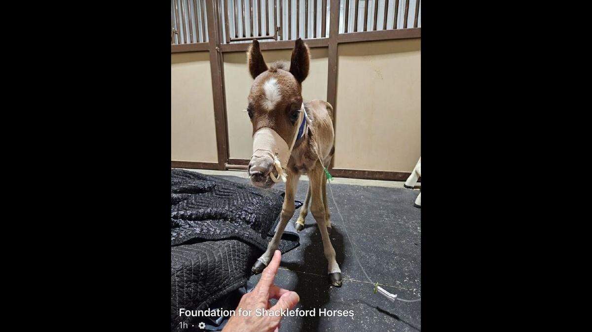 A sickly wild colt is showing subtle signs of improvement after he was found all alone on a North Carolina beach, photos show.
