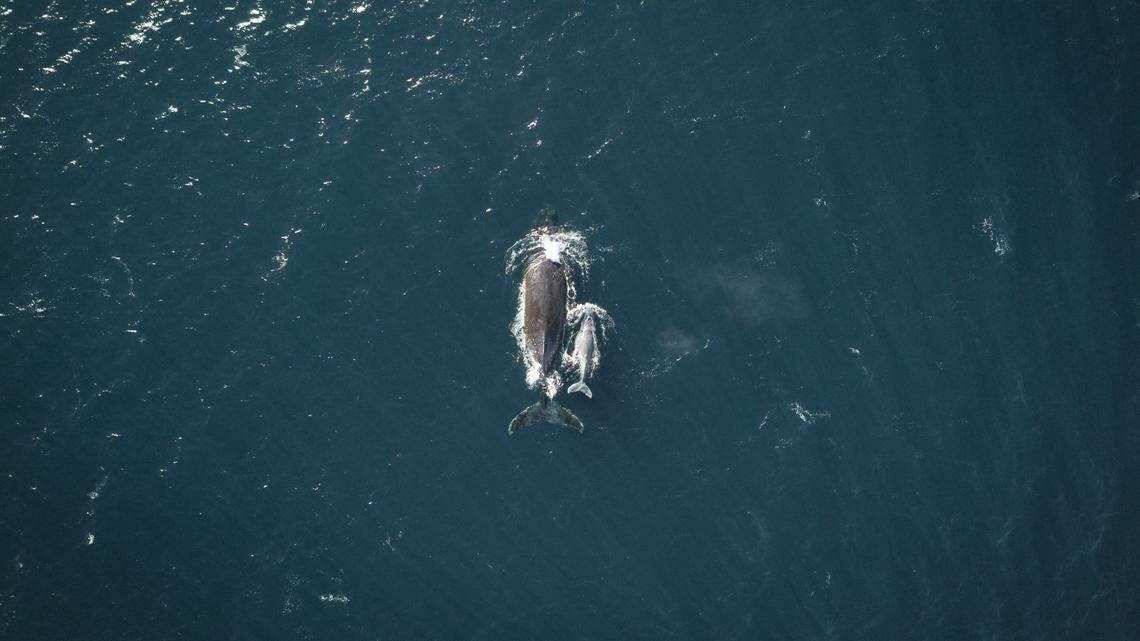 Scientists used drones to record hundreds of humpback whales in the Pacific Ocean over several years, revealing “novel insights,” according to a new study.