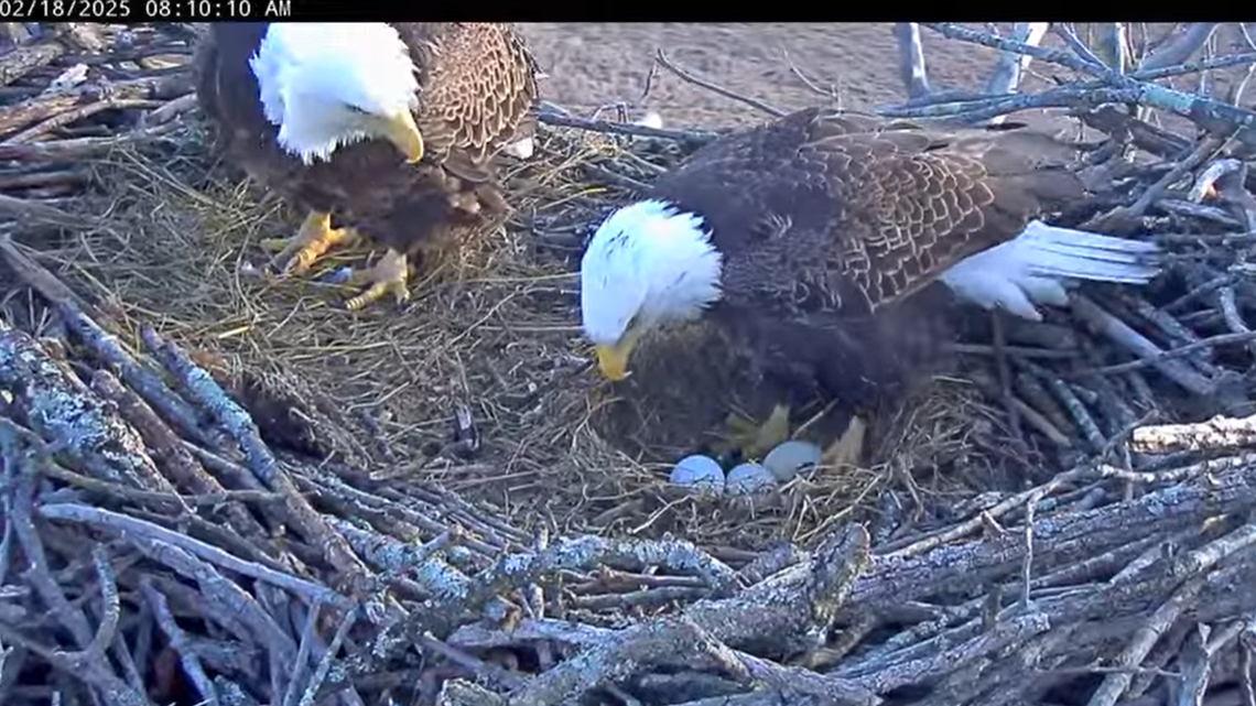 A bald eagle pair spending their second nesting season together has welcomed three eggs at a nest in West Virginia.