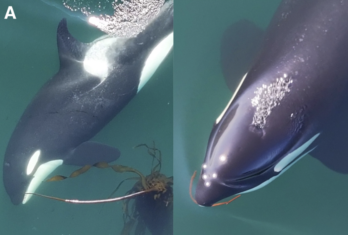 “Fashioning kelp stipes for allokelping”