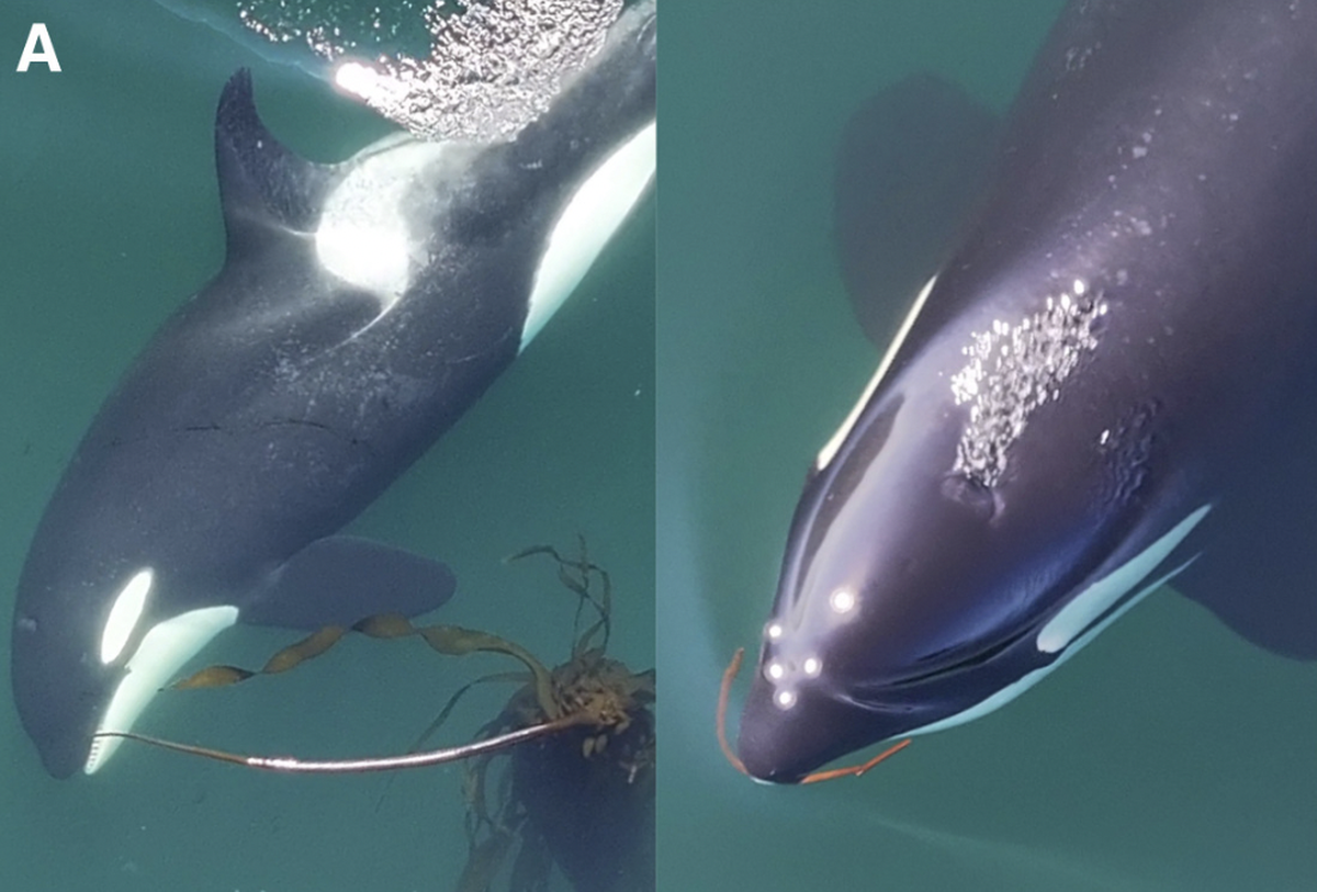 “Fashioning kelp stipes for allokelping”