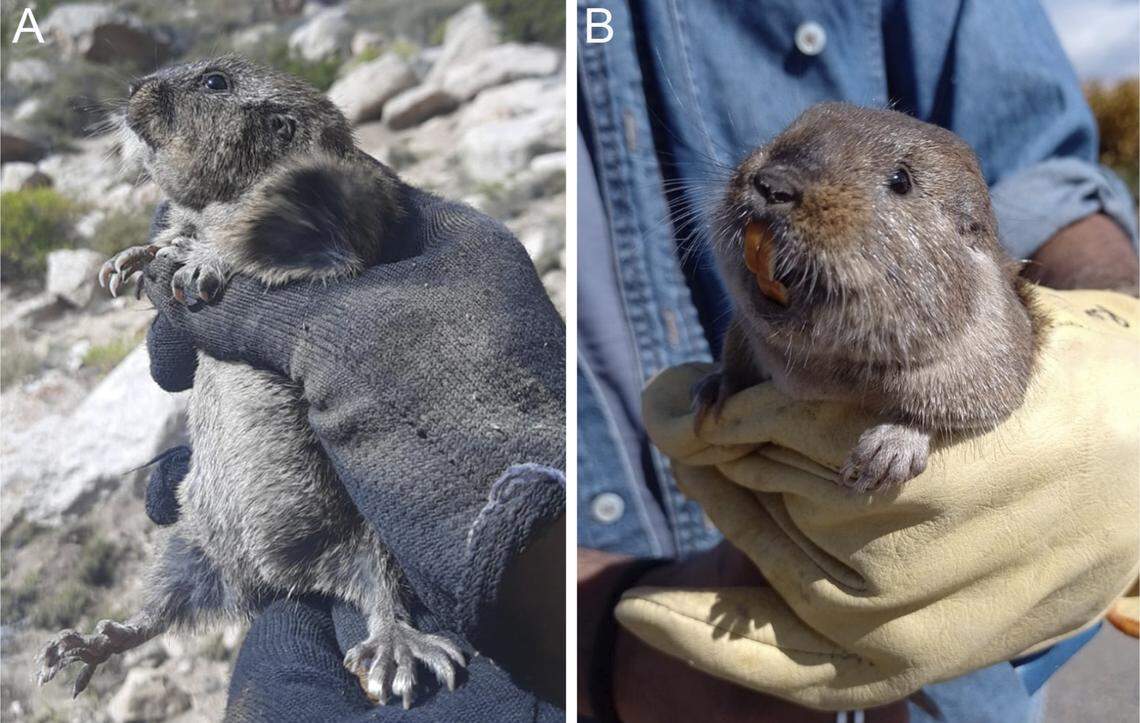 The species dwells in the grasslands of northeastern Argentina, researchers said.