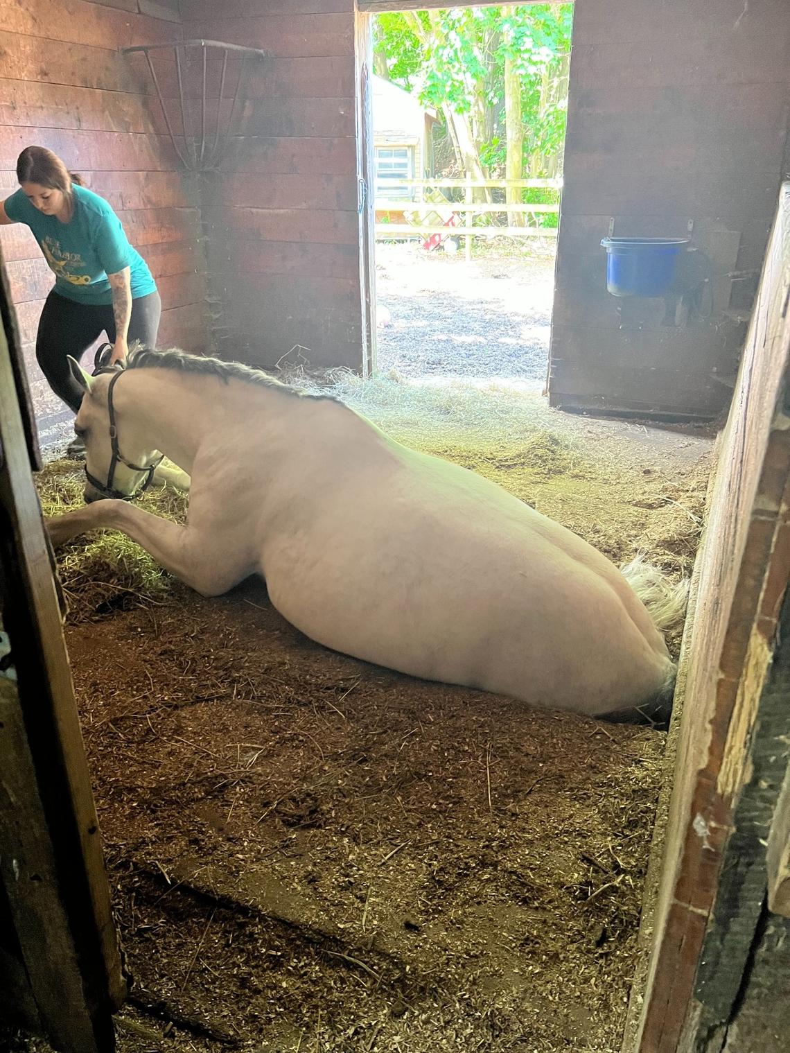 The horse was partially suspected between the floors of the barn.
