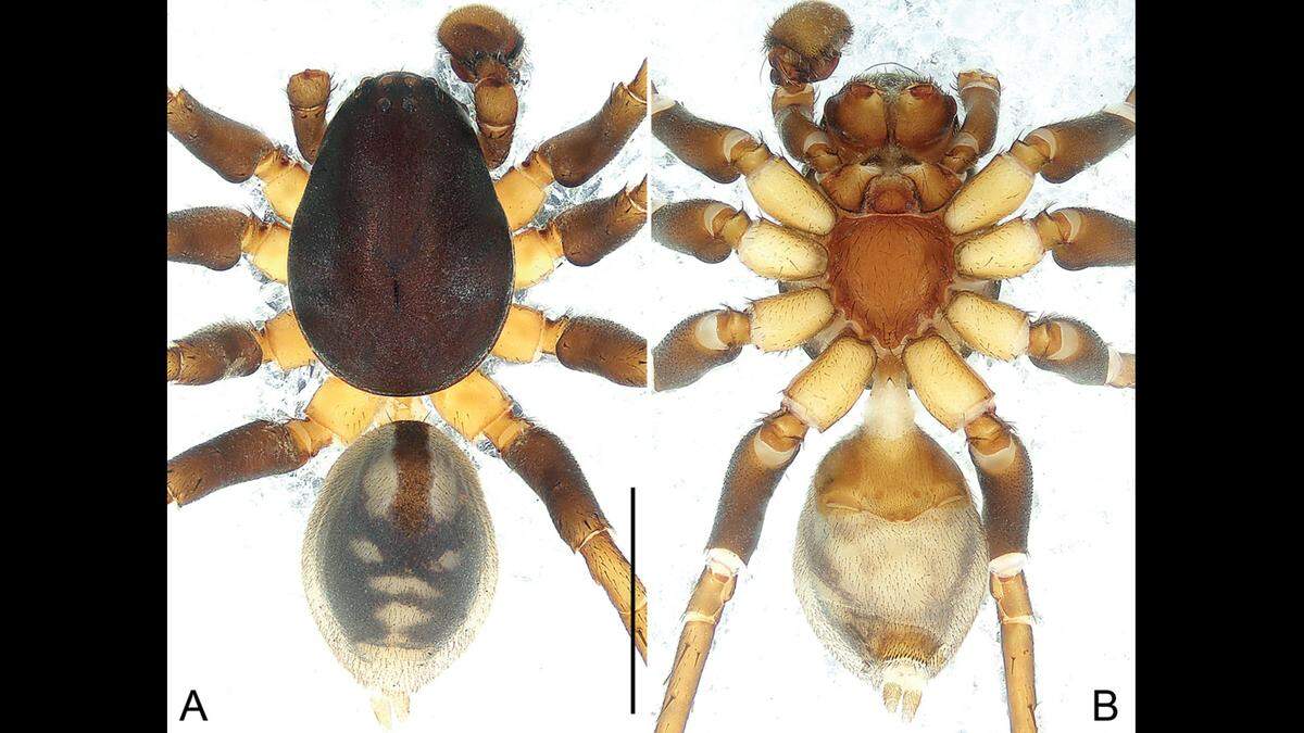 Mallinella mengla