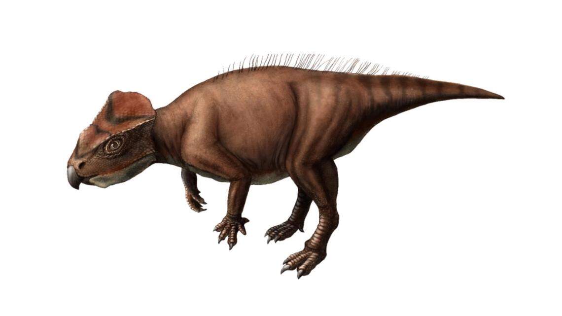 Researchers have discovered a new species of triceratops-like dinosaur using fossils found in Japan, according to a new study.