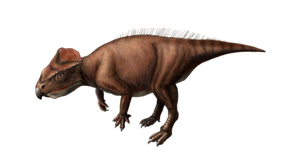 Researchers have discovered a new species of triceratops-like dinosaur using fossils found in Japan, according to a new study.