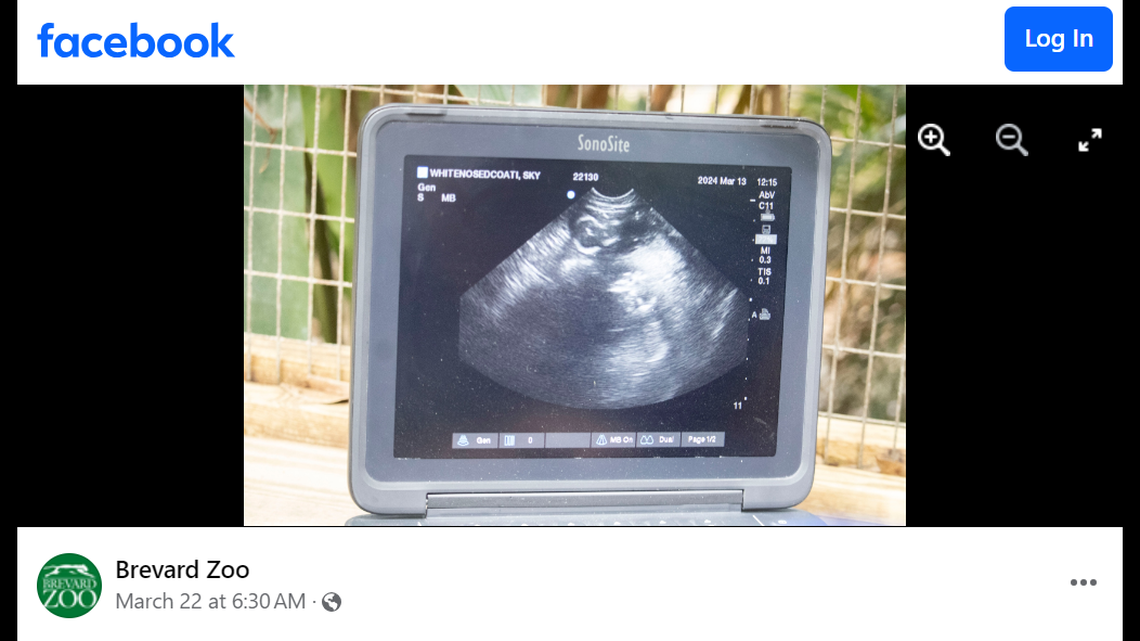 The Brevard Zoo announced two white-nosed coatis were pregnant March 22, and the moms gave birth in April.