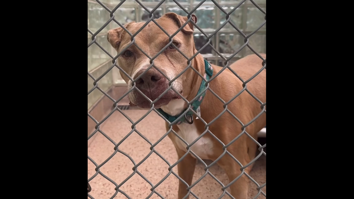 A 14-year-old dog named Quinn needs a new home, having been at a Pennsylvania animal shelter for more than a year.