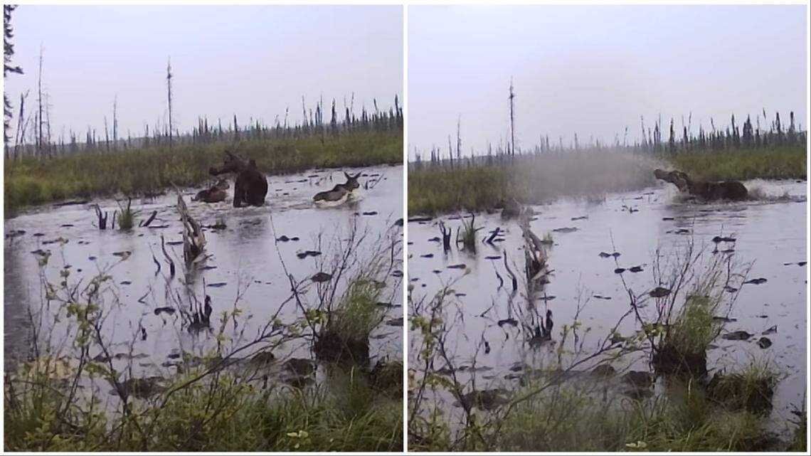 The mother moose confronts the grizzly bear in a pond.