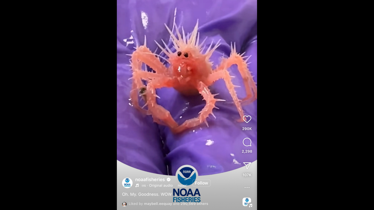 The NOAA said the baby king crab was found at a depth of nearly 3,500 feet by researchers collecting deep-sea coral samples.