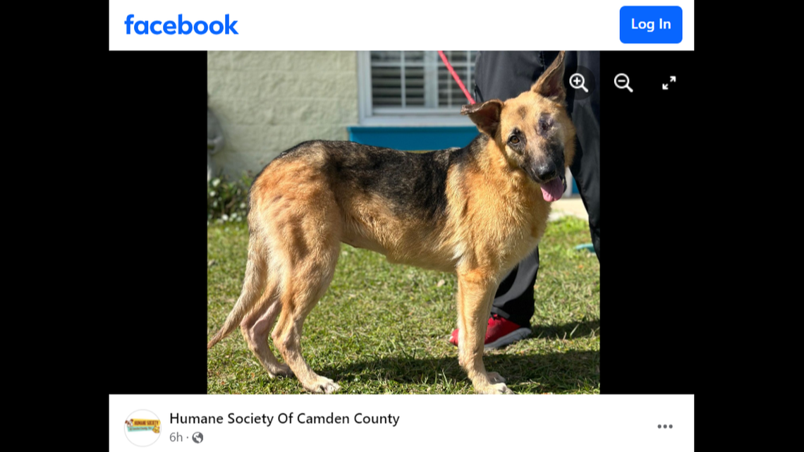 The “magnificent” dog lost her eye after an injury, a Georgia shelter said.