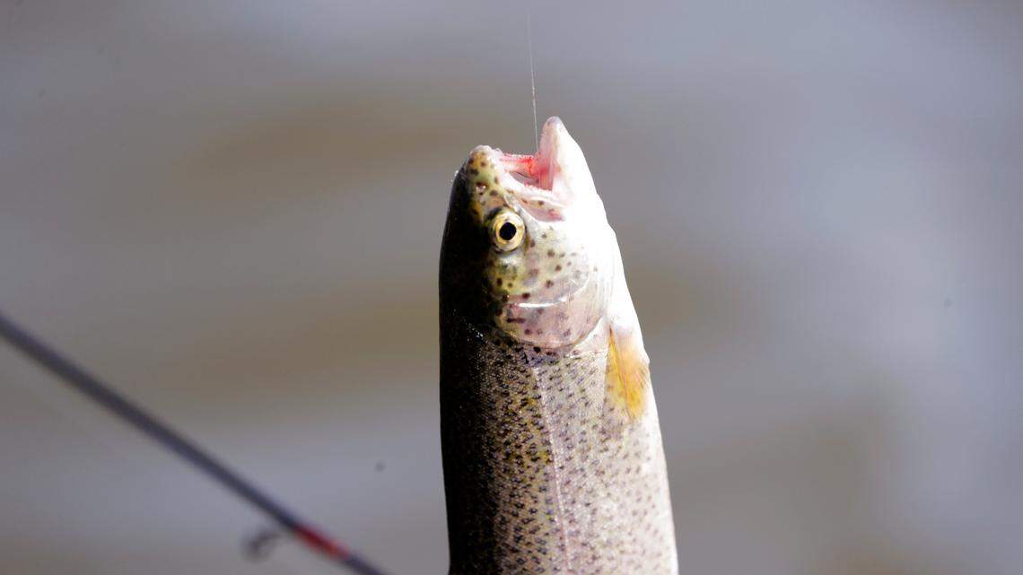 Thousands of trout had to be euthanized at a fish hatchery in Marion, Virginia after officials detected the parasitic whirling disease there.