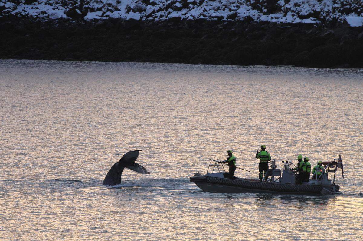The Icelandic Coast Guard rescued an entangled whale during a six-hour operation, photos show.