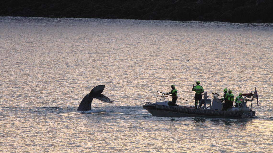 The Icelandic Coast Guard rescued an entangled whale during a six-hour operation, photos show.